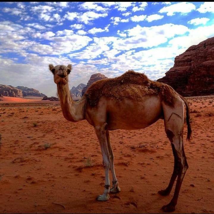 Wadi Rum Local Guide Camp Luaran gambar